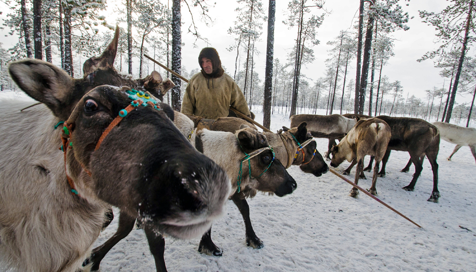 Как регламентируется пользование животным миром в России