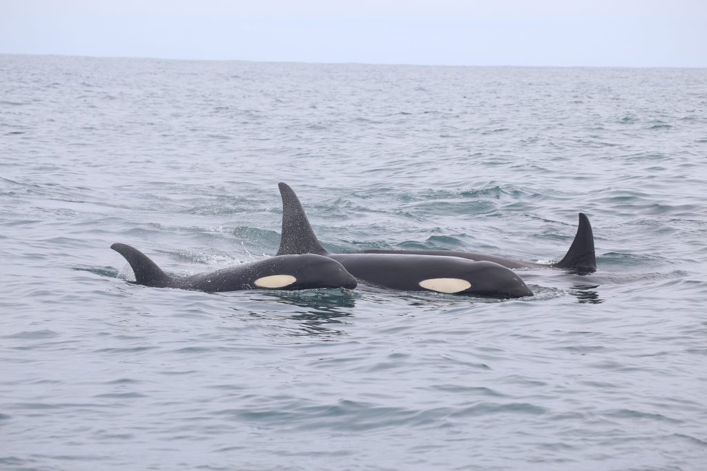 Наблюдение за китами в России: взгляд зоолога