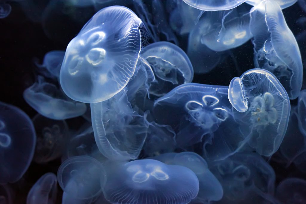 Медузы: почти вечные и вездесущие
