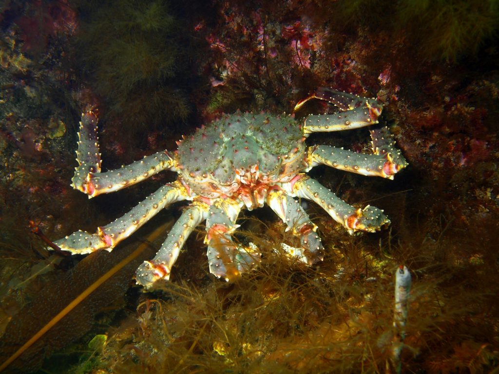 Красный король в чужих водах