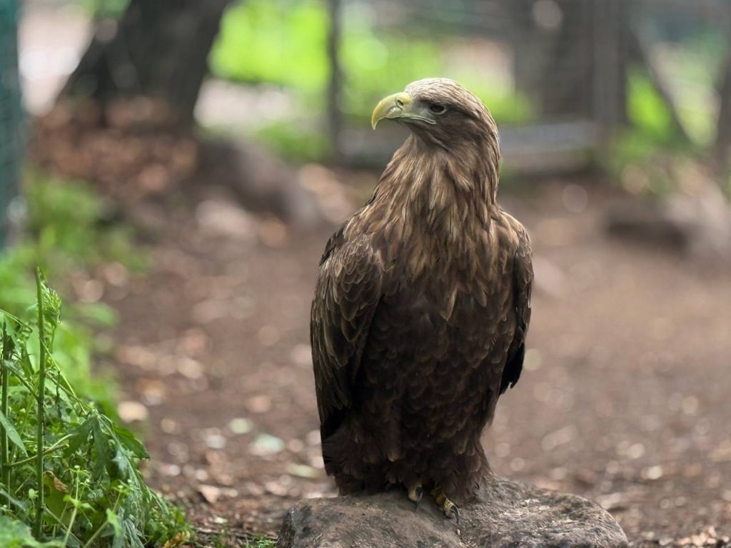 Орлан-белохвост — царь русских водоёмов