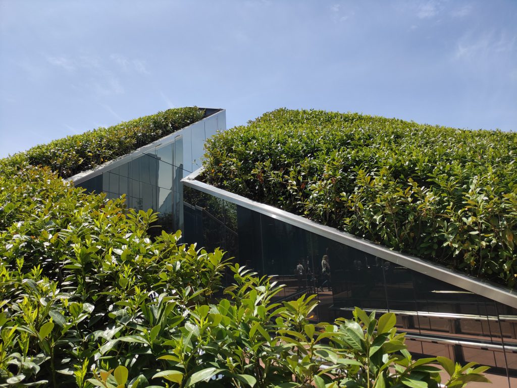 Зеленые крыши над головой