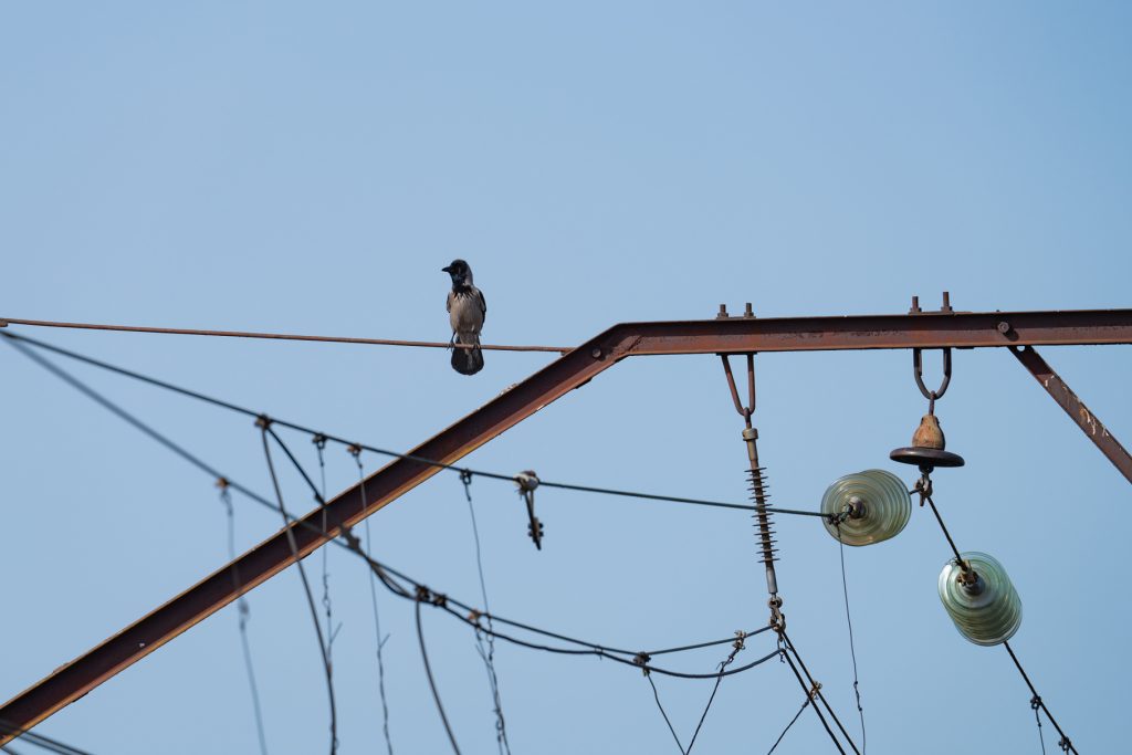 Птицы и невидимые препятствия
