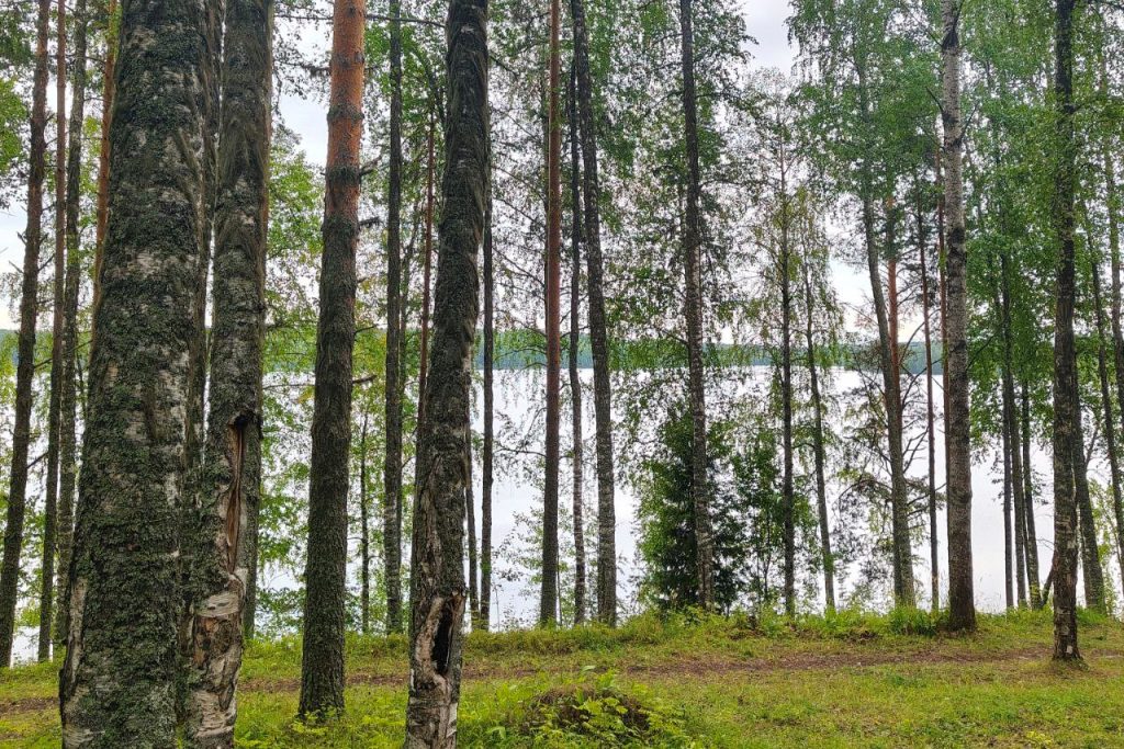 Водораздел Белого и Балтийского морей в Кенозерье