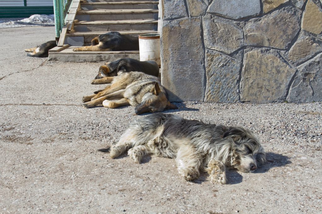 Исследовательская статья «Глаза, ищущие дом»