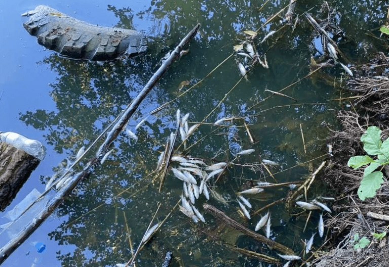 Мурманская и Калининградские области возглавили экологический антирейтинг