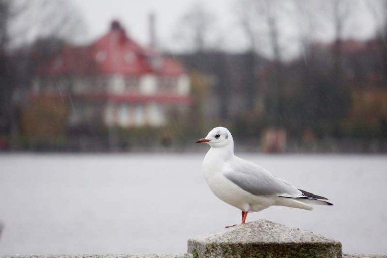 Калининградская область осрамилась на всю Россию