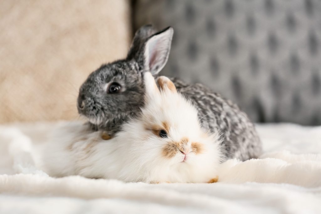 Кроличий Апокалипсис