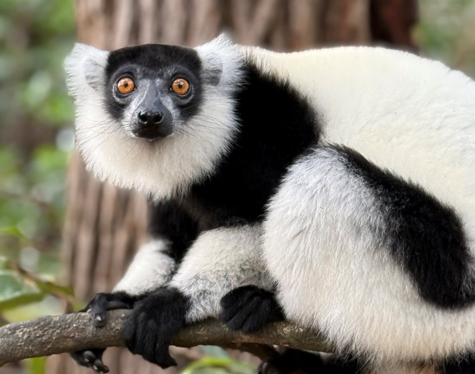 Если животное нельзя купить за деньги, то можно за очень большие деньги…