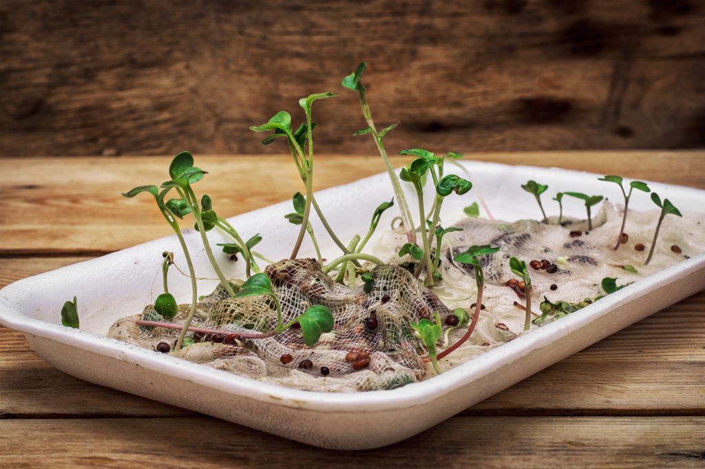 От семян до эпидемий: опасность инвазивных видов