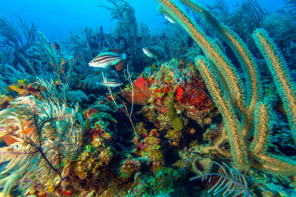 Будущее коралловых рифов