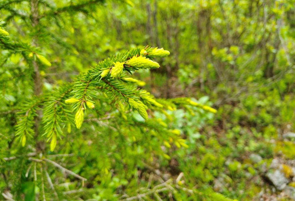 Почему просто посадить дерево недостаточно для восстановления планеты