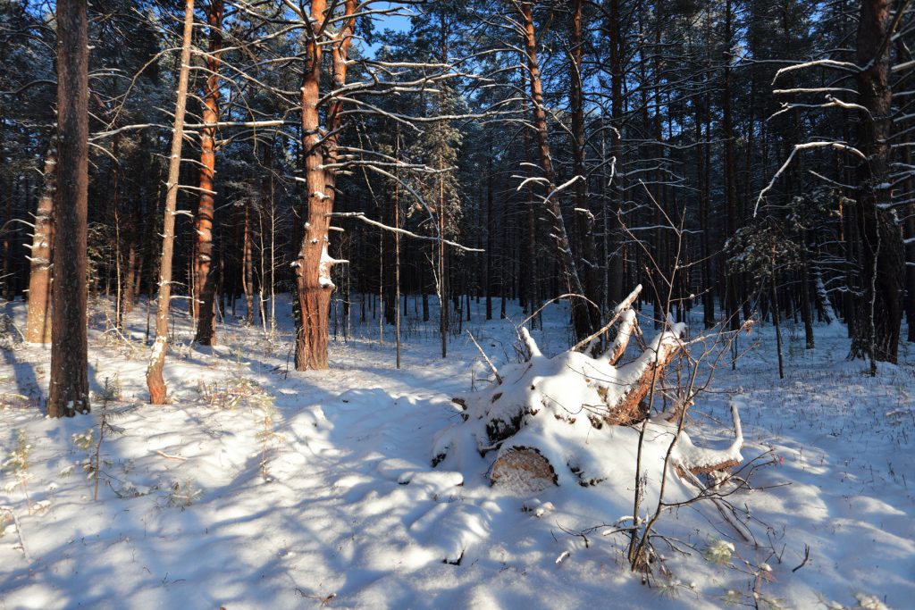 Валежник — залог выживания биоценоза зимой