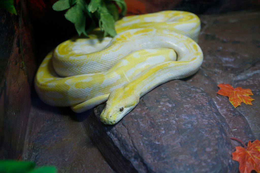 Змеиное нашествие. Начало