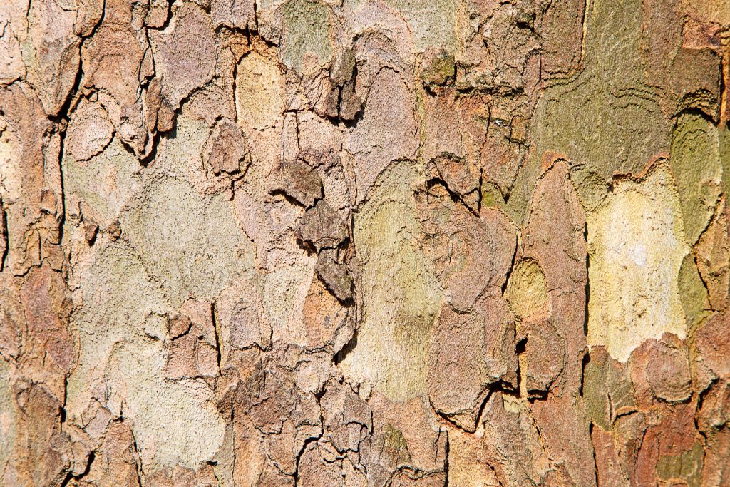 Коровый континент